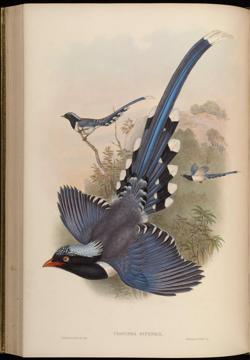 Urocissa Sinensis by John Gould