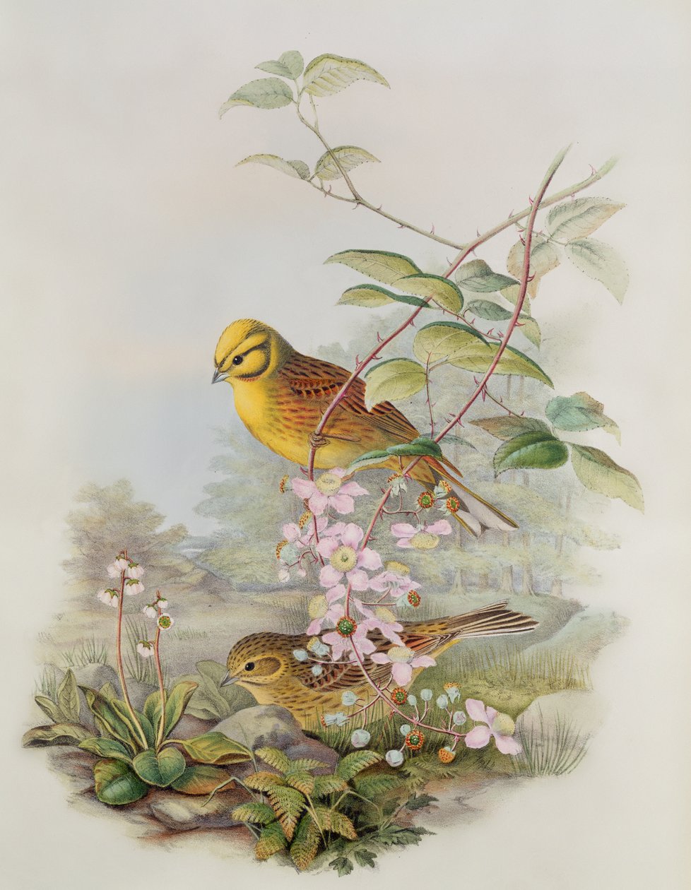 Yellowhammer, 1873 by John Gould