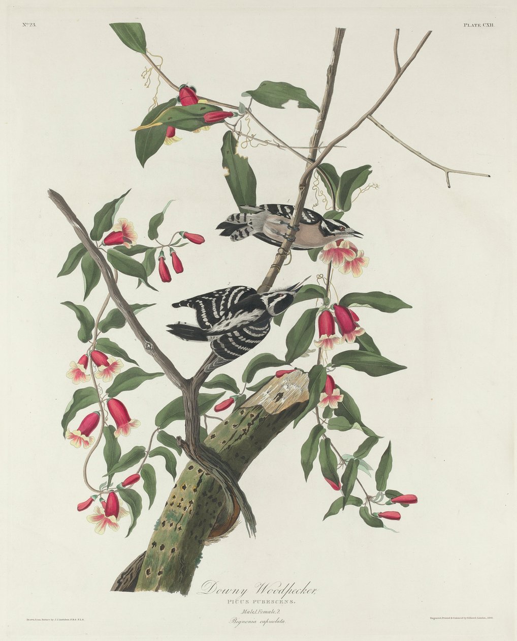 Downy Woodpecker by John James Audubon