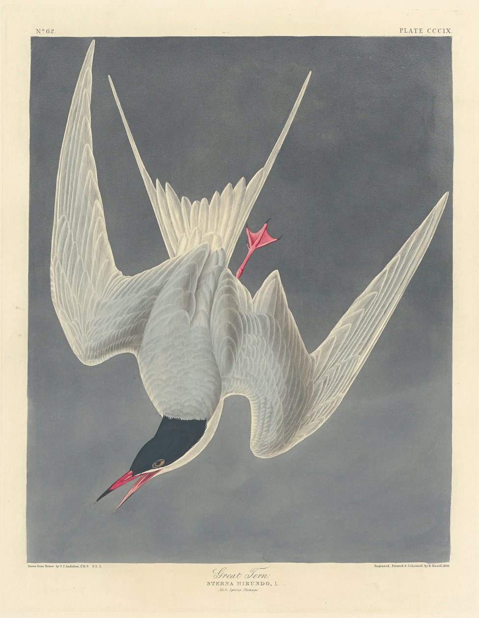 Great Tern by John James Audubon