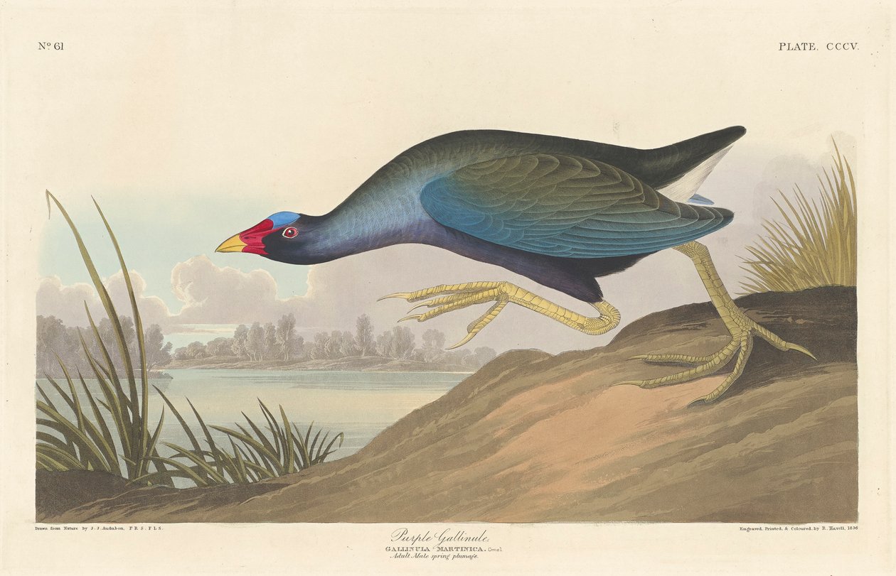 Purple Gallinule by John James Audubon