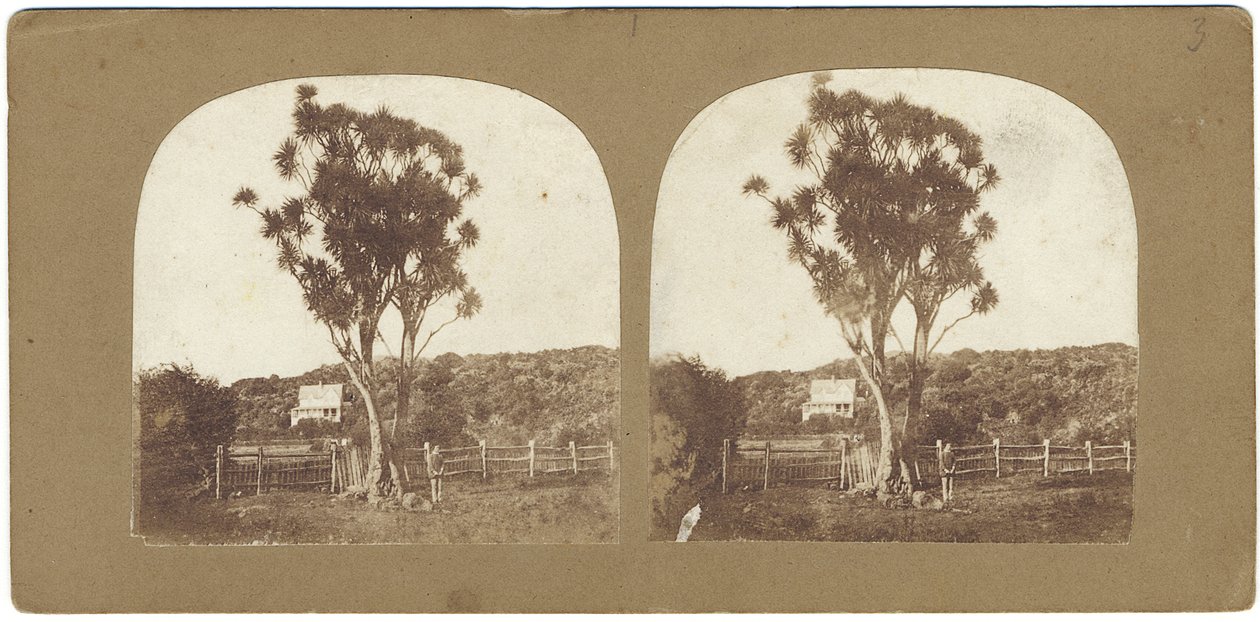 Specimen of Native Ti or Manuku Tree Called a Cabbage Tree, Auckland, New Zealand by John Kinder