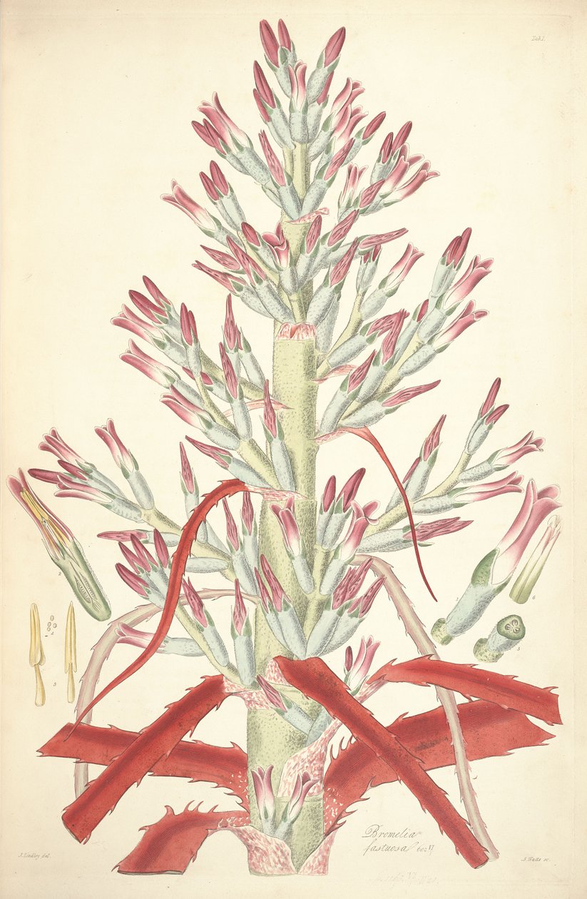 Illustration of Bromelia pinguin by John Lindley