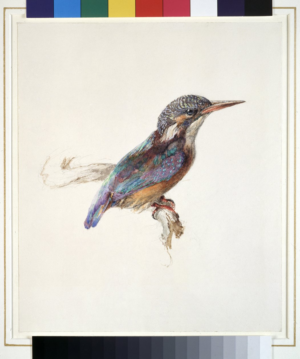 Study of a Kingfisher, with dominant Reference to Colour by John Ruskin