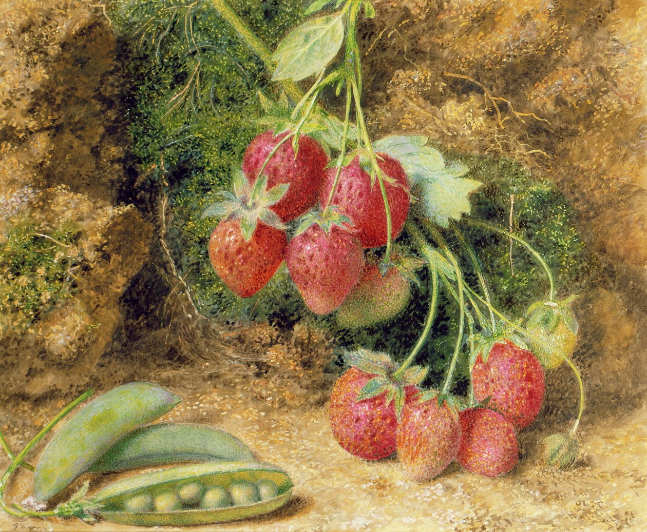 Strawberries and Peas by John Sherrin