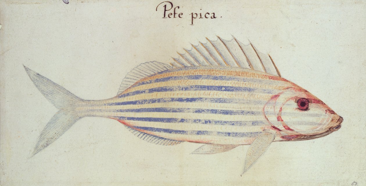Blue Striped Grunt Fish by John White