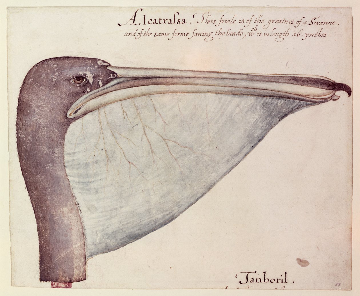 Pelican by John White