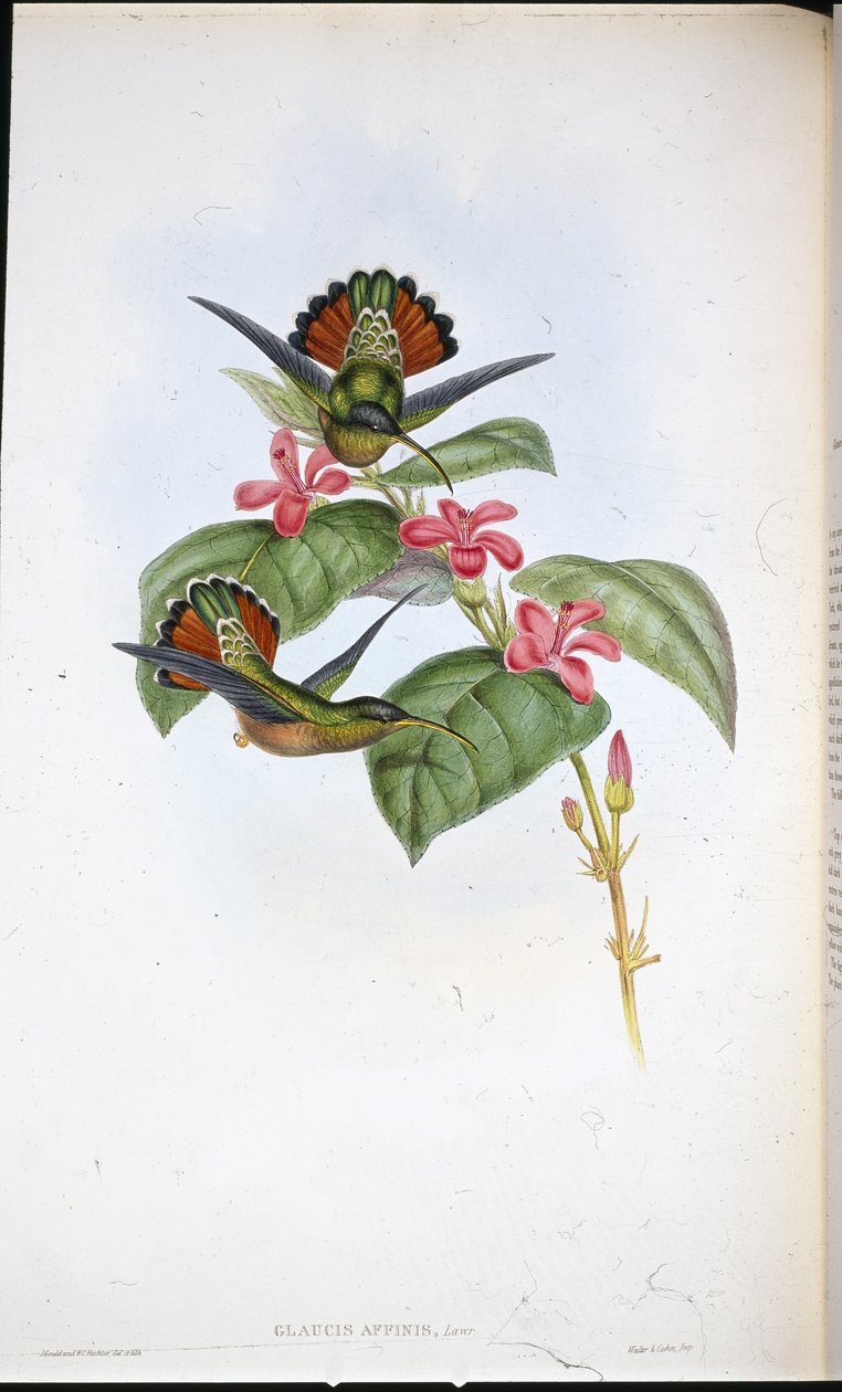 Allied Hermit by John (after) Gould