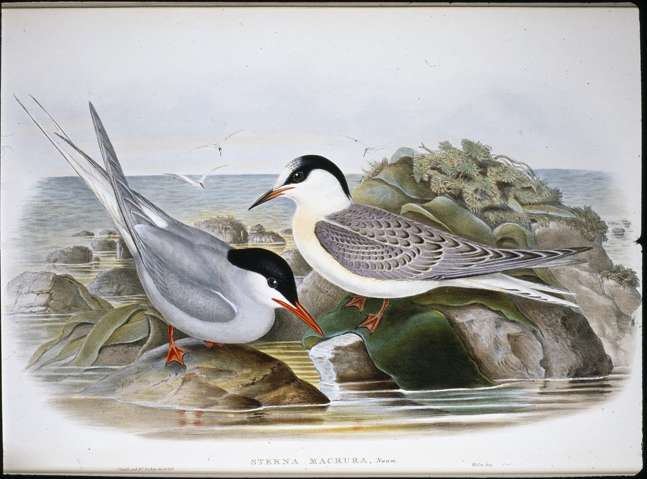 Arctic Tern by John (after) Gould
