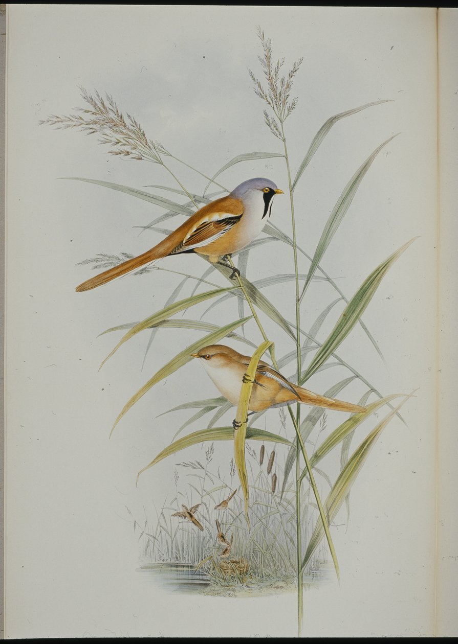 Bearded Tit by John (after) Gould