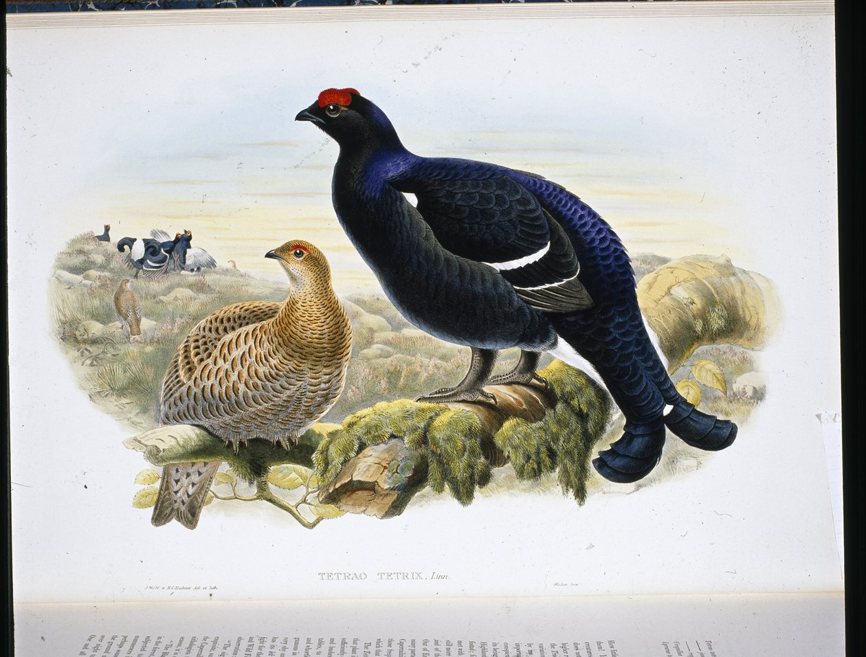 Black Grouse by John (after) Gould