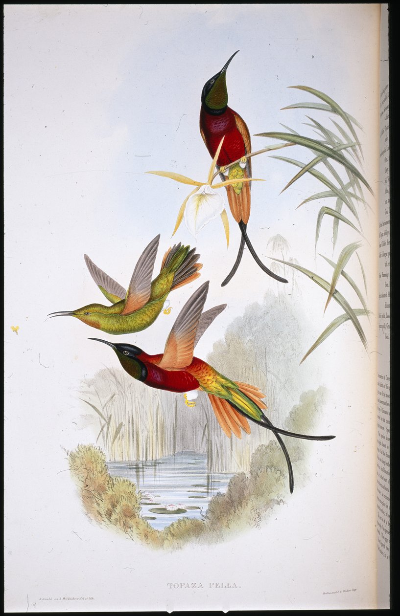 Crimson Topaz by John (after) Gould