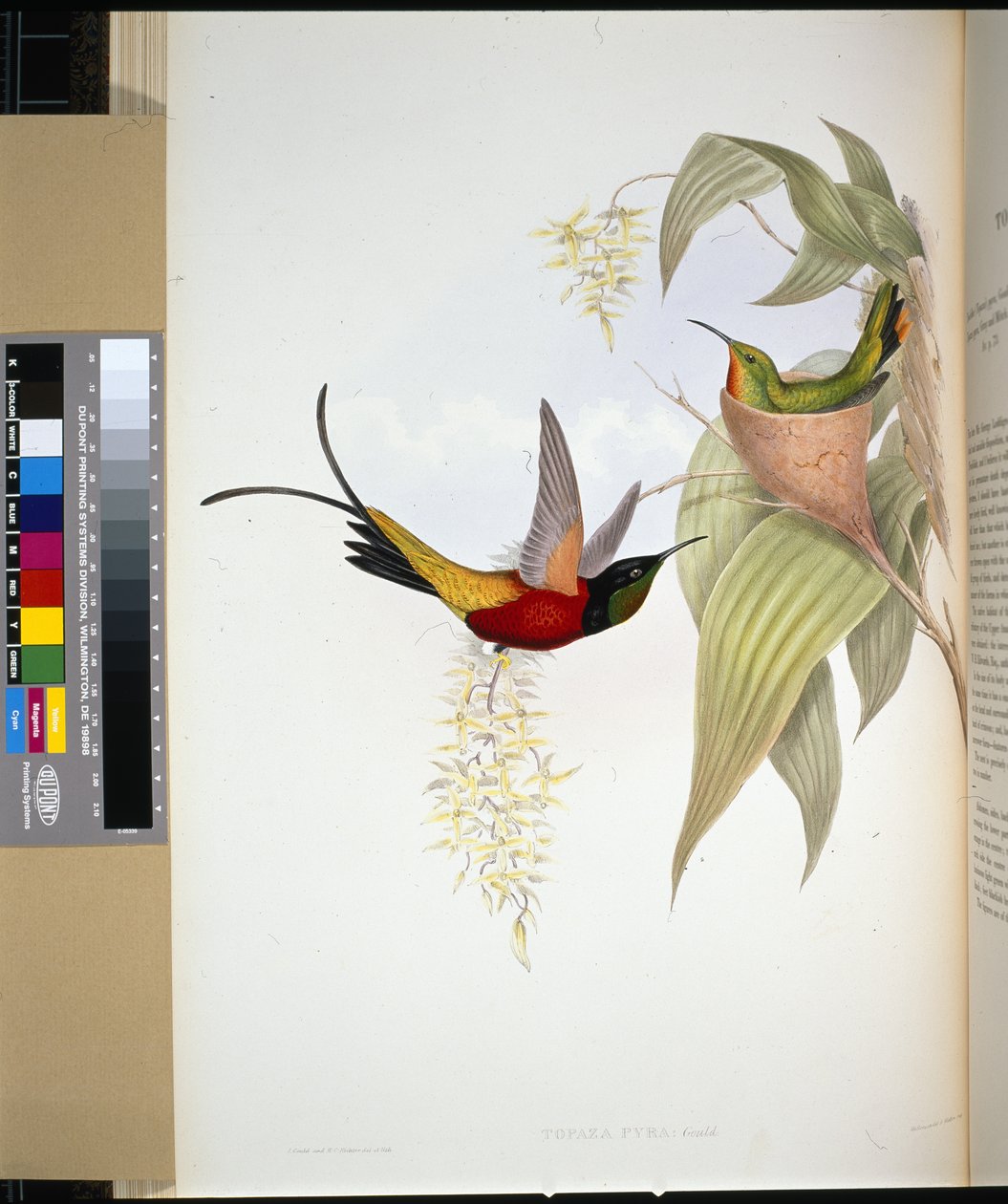 Fiery Topaz by John (after) Gould
