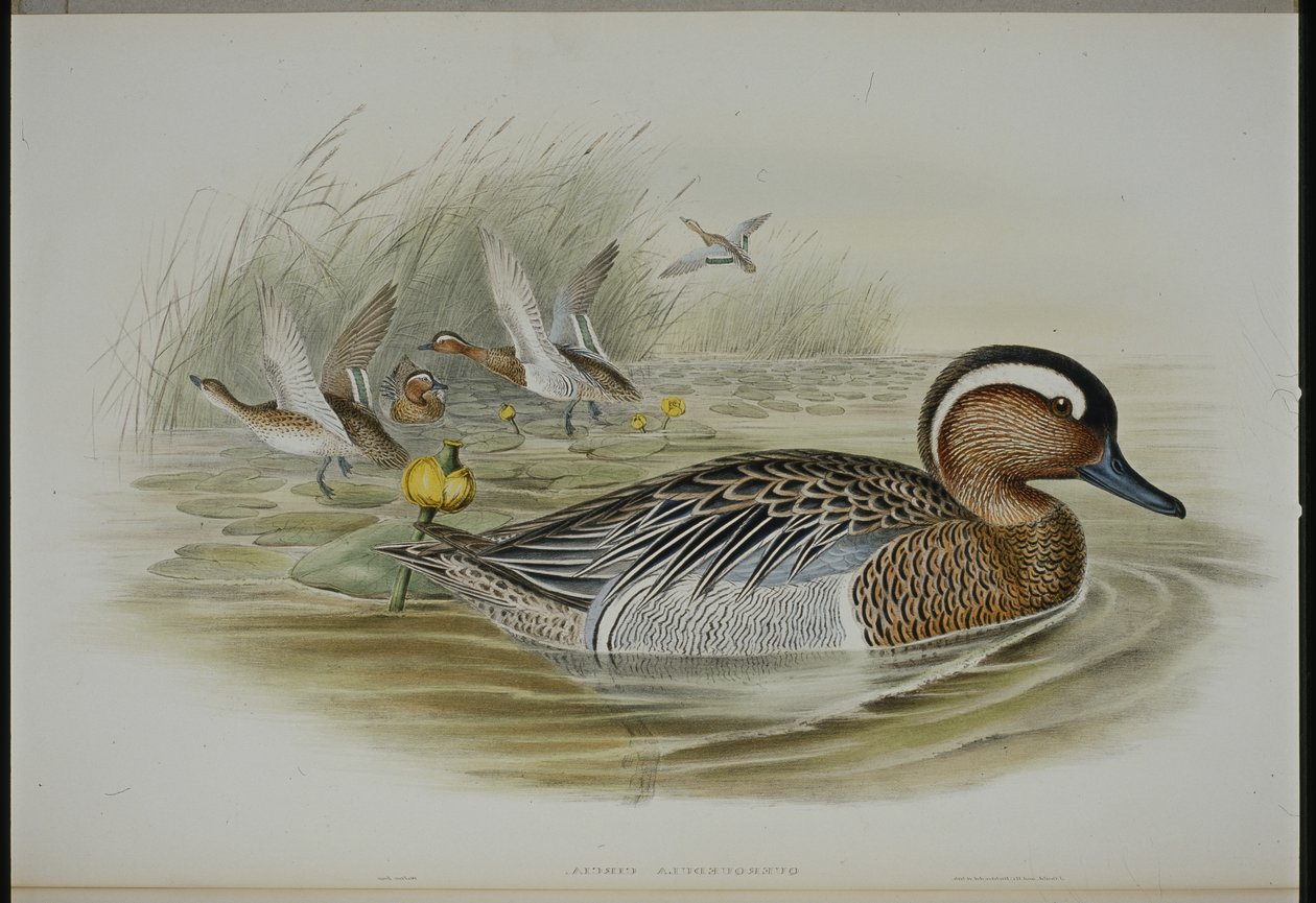 Garganey by John (after) Gould