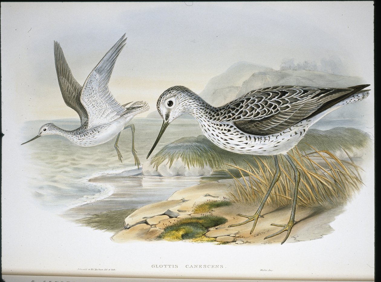Greenshank by John (after) Gould
