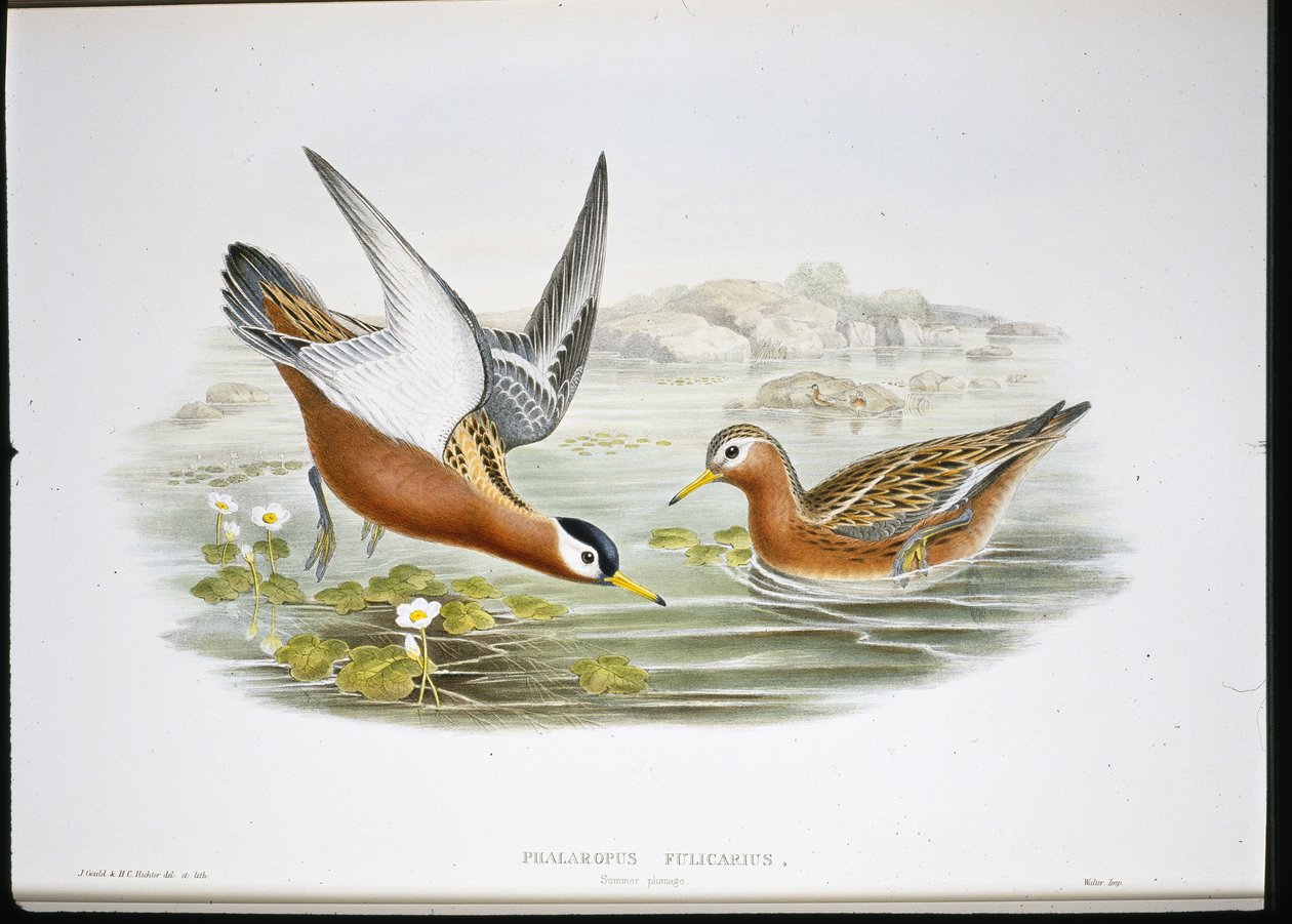 Grey Phalarope by John (after) Gould