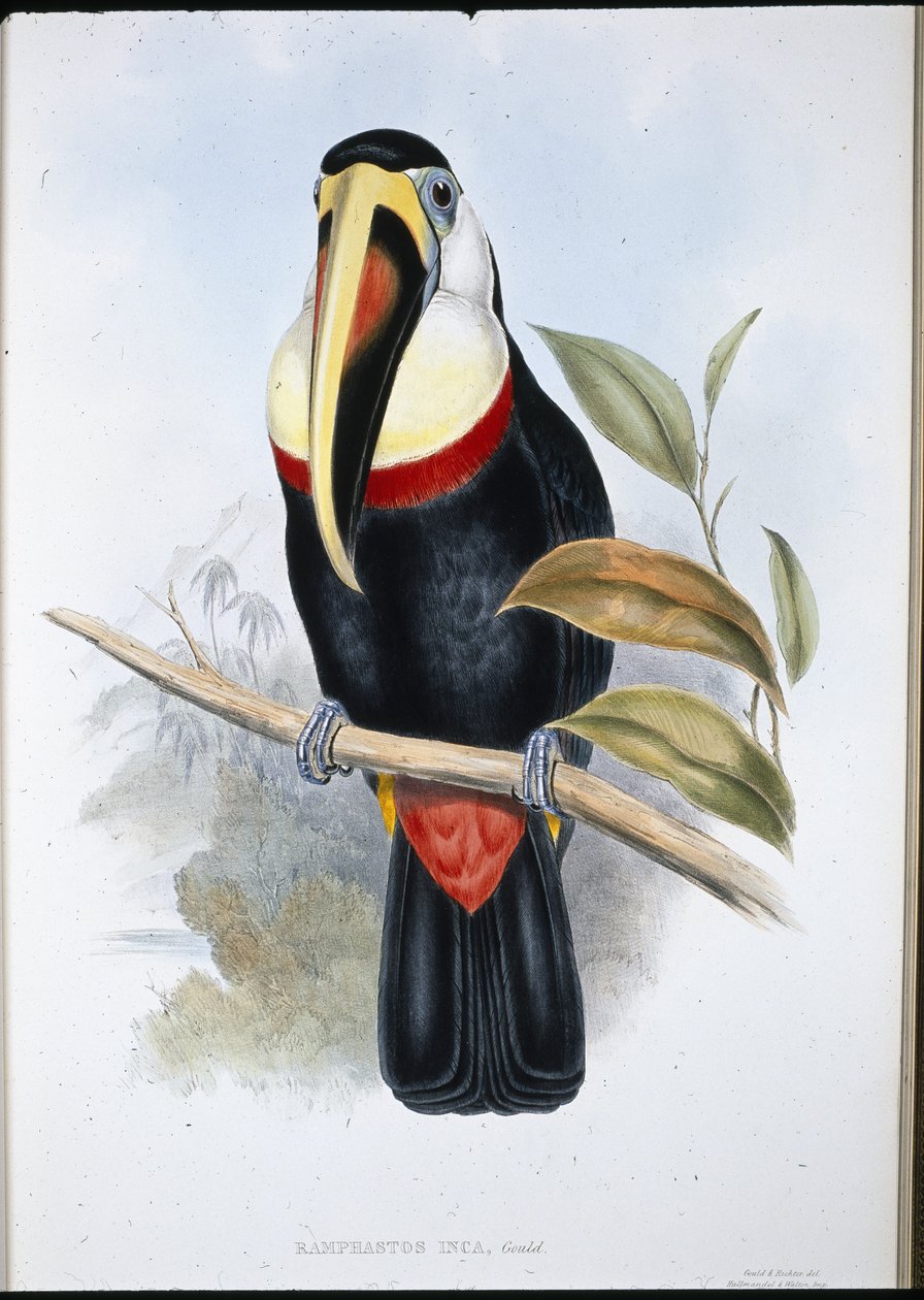 Inca Toucan by John (after) Gould