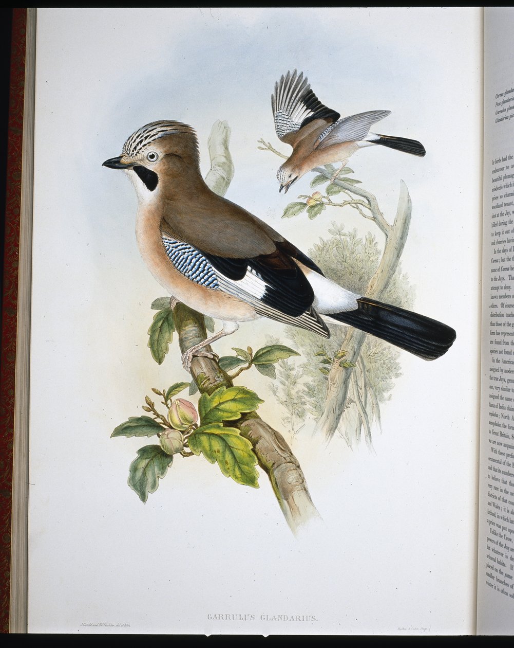 Jay by John (after) Gould