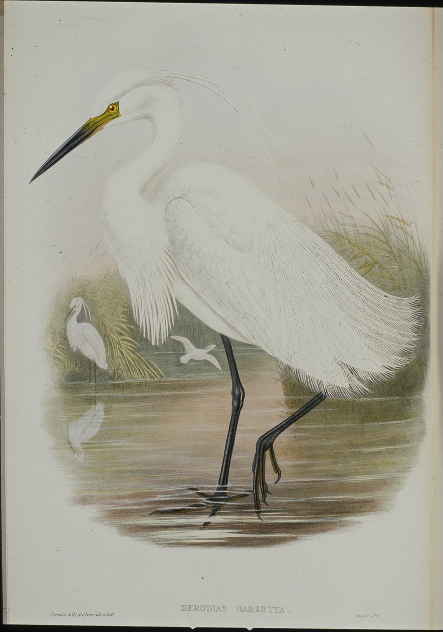 Little Egret by John (after) Gould