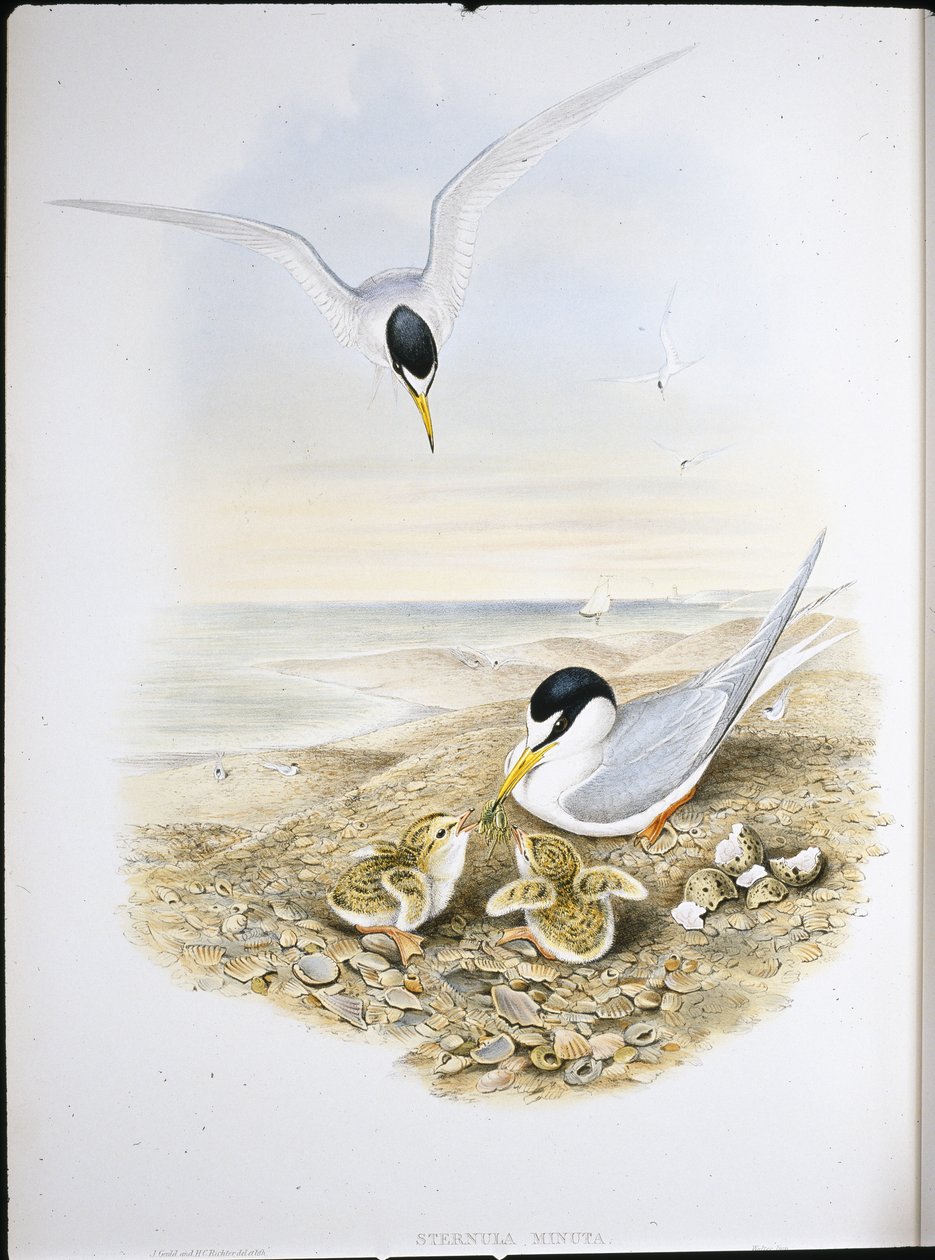 Little Tern by John (after) Gould