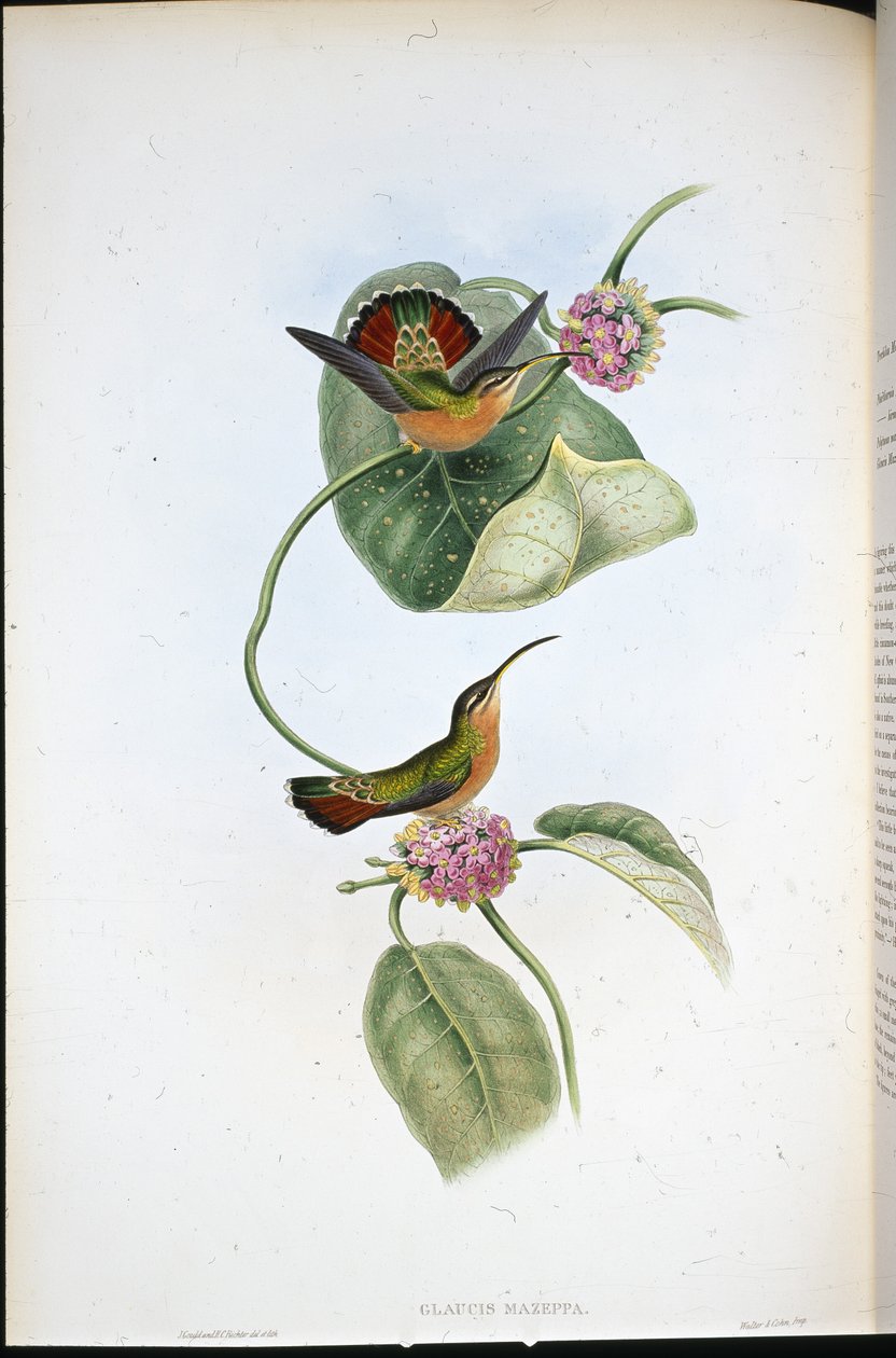 Mazeppa Hermit by John (after) Gould
