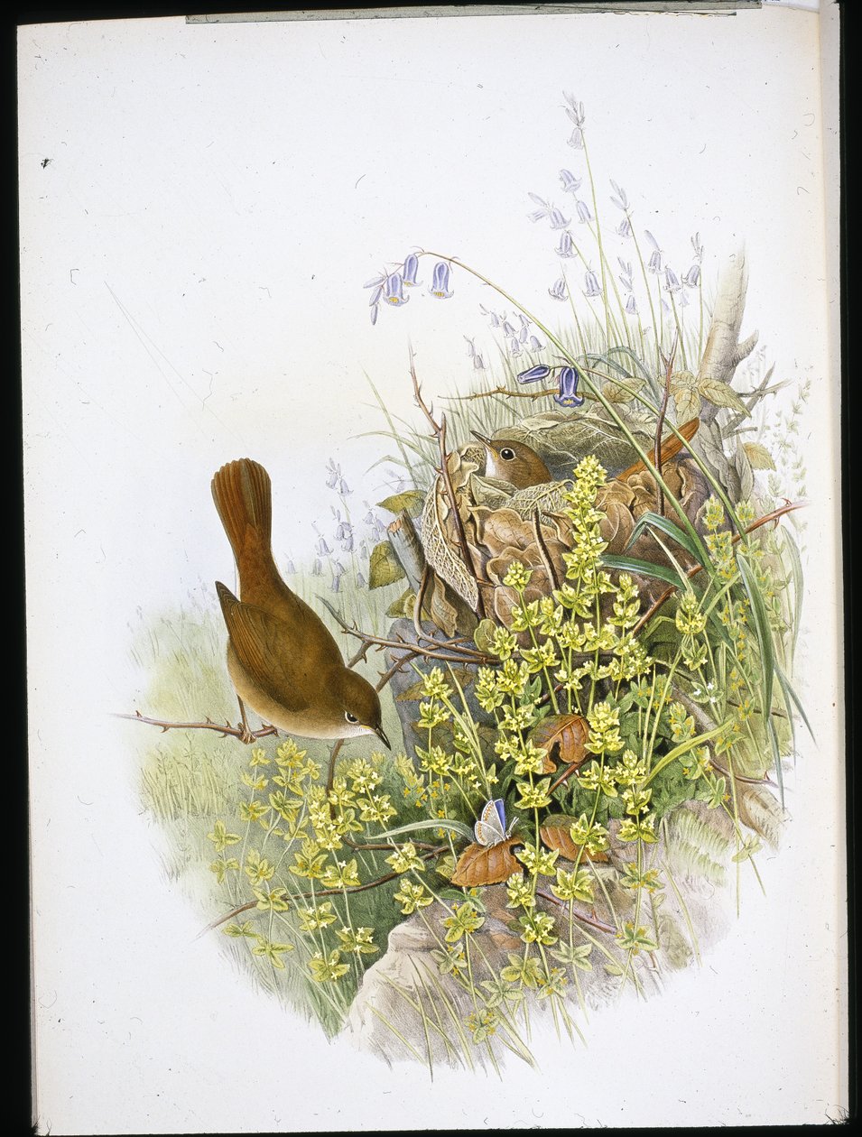 Nightingale by John (after) Gould