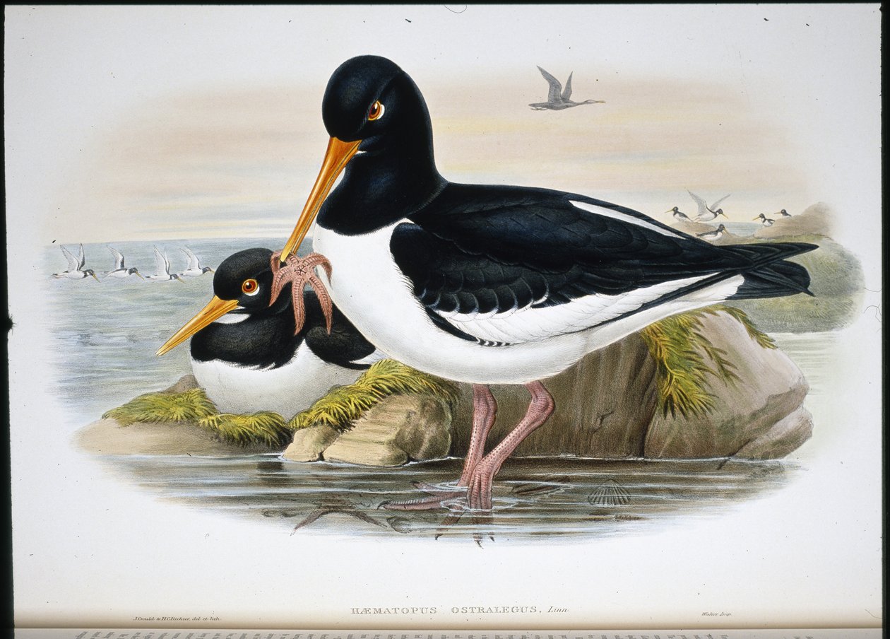 Oyster Catcher by John (after) Gould