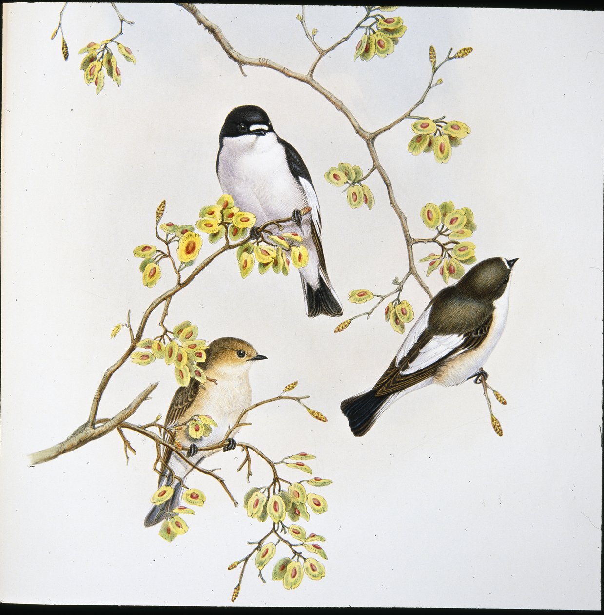 Pied Flycatcher by John (after) Gould