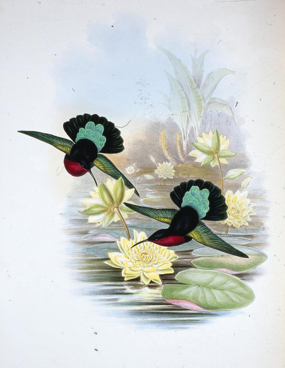 Purple-breasted Carib by John (after) Gould