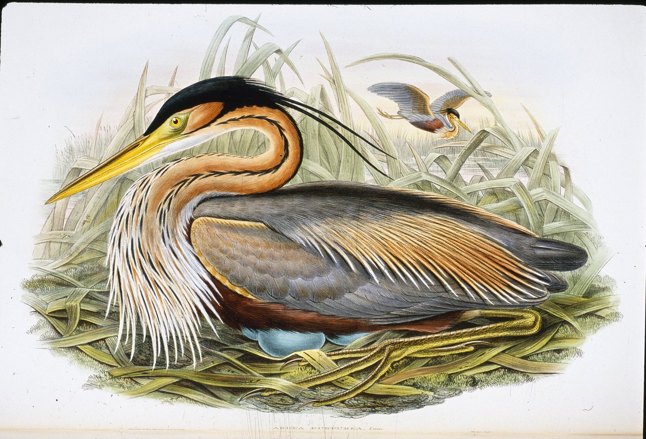 Purple Heron by John (after) Gould
