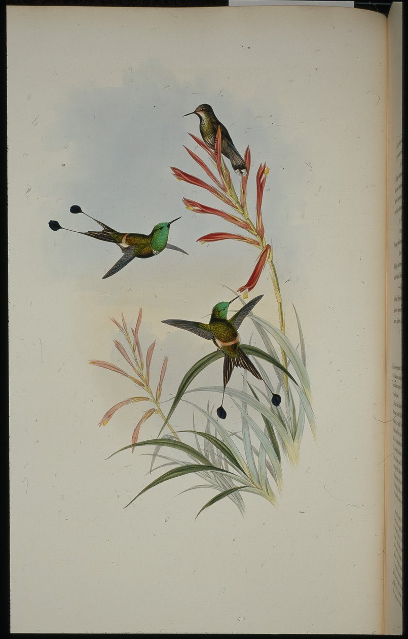 Racket-tail by John (after) Gould