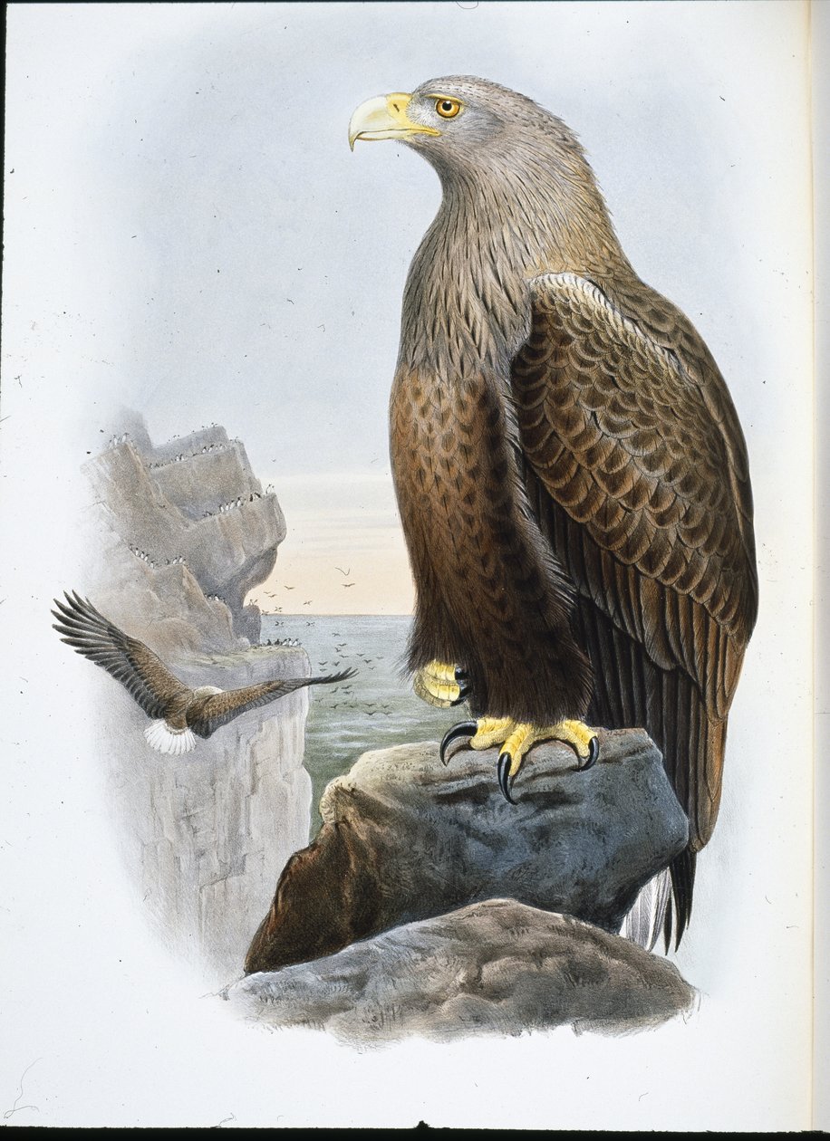 Sea Eagle by John (after) Gould