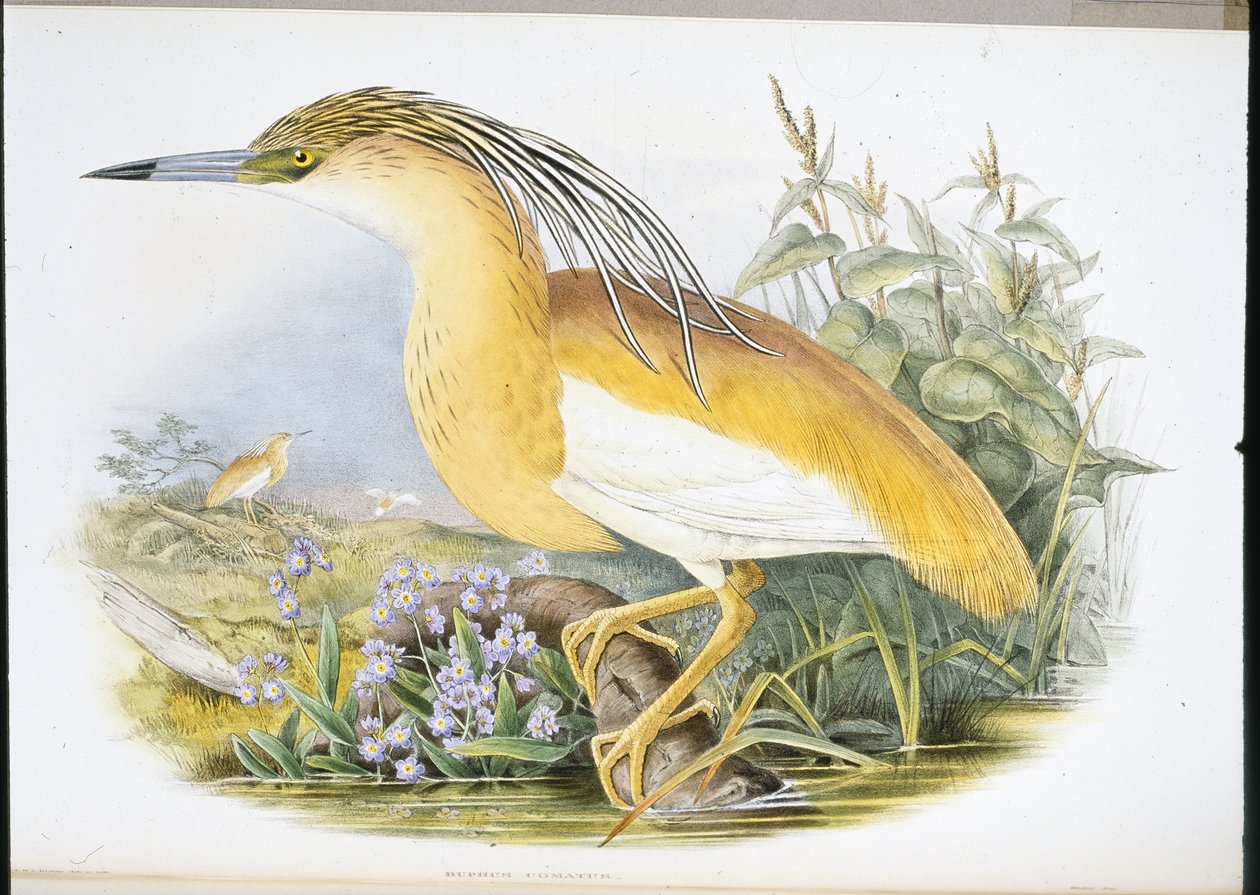 Squacco Heron by John (after) Gould