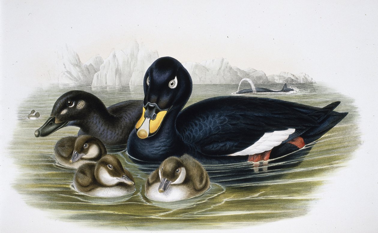Velvet Scoter by John (after) Gould