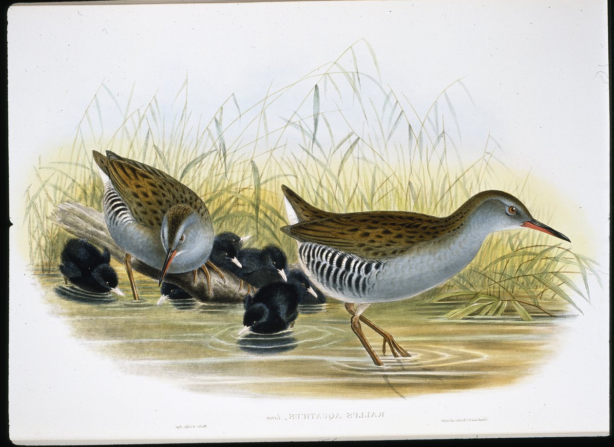Water-Rail by John (after) Gould