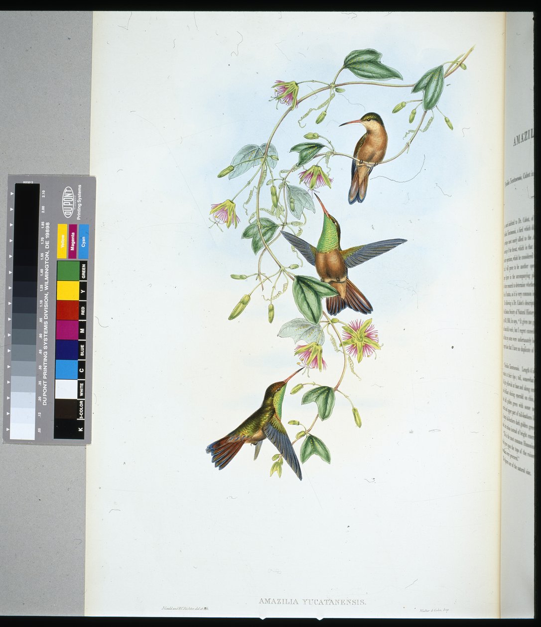 Yucatan Amazili by John (after) Gould