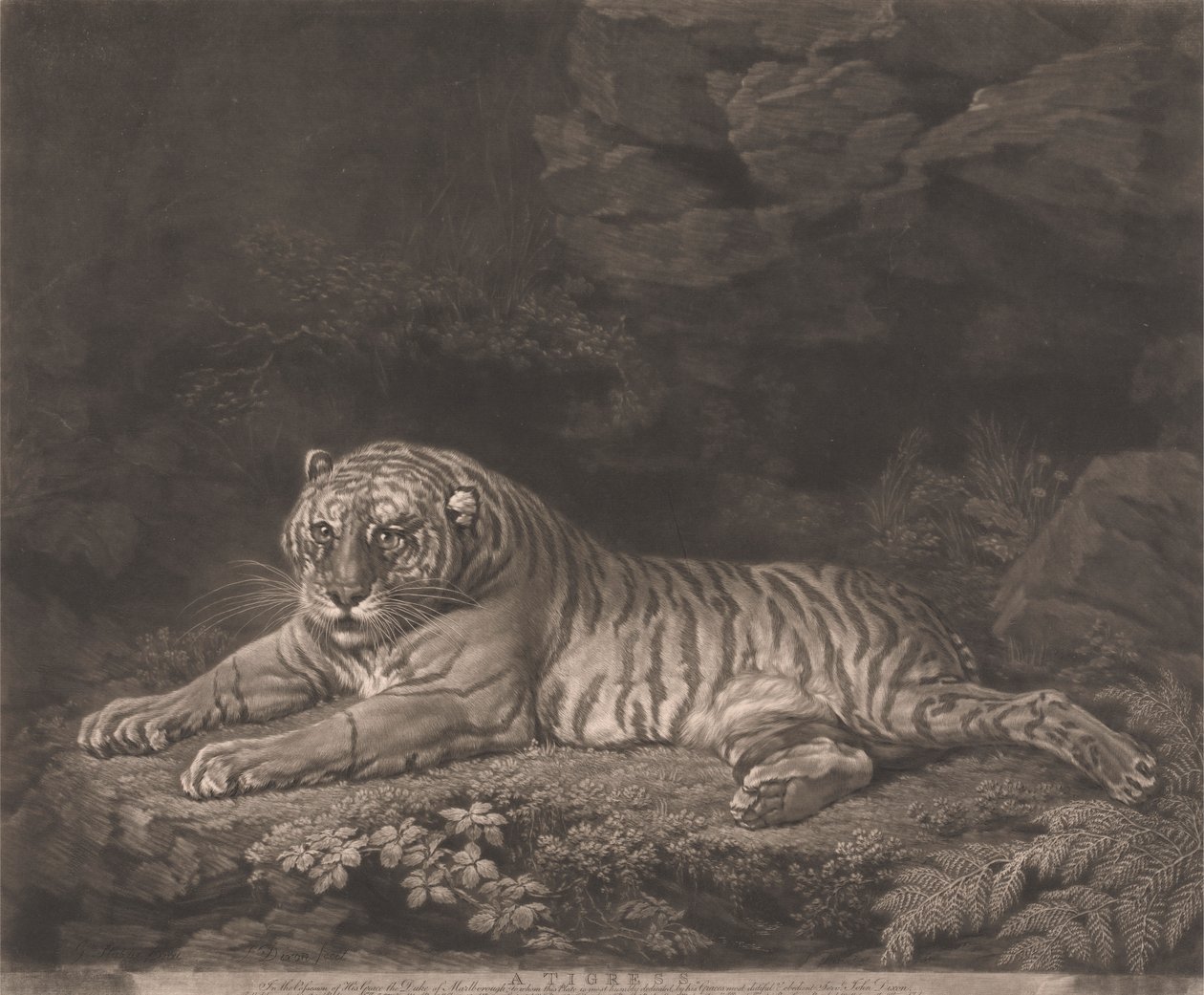 A Tigress by John Dixon