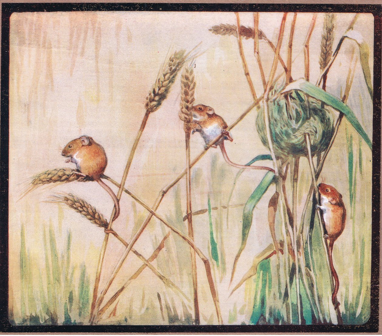 Harvest Mice by John Edwin Noble