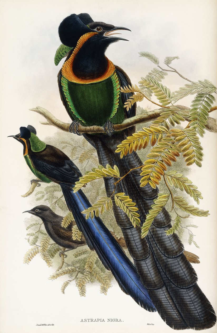 Arfak Astrapia by John Gould