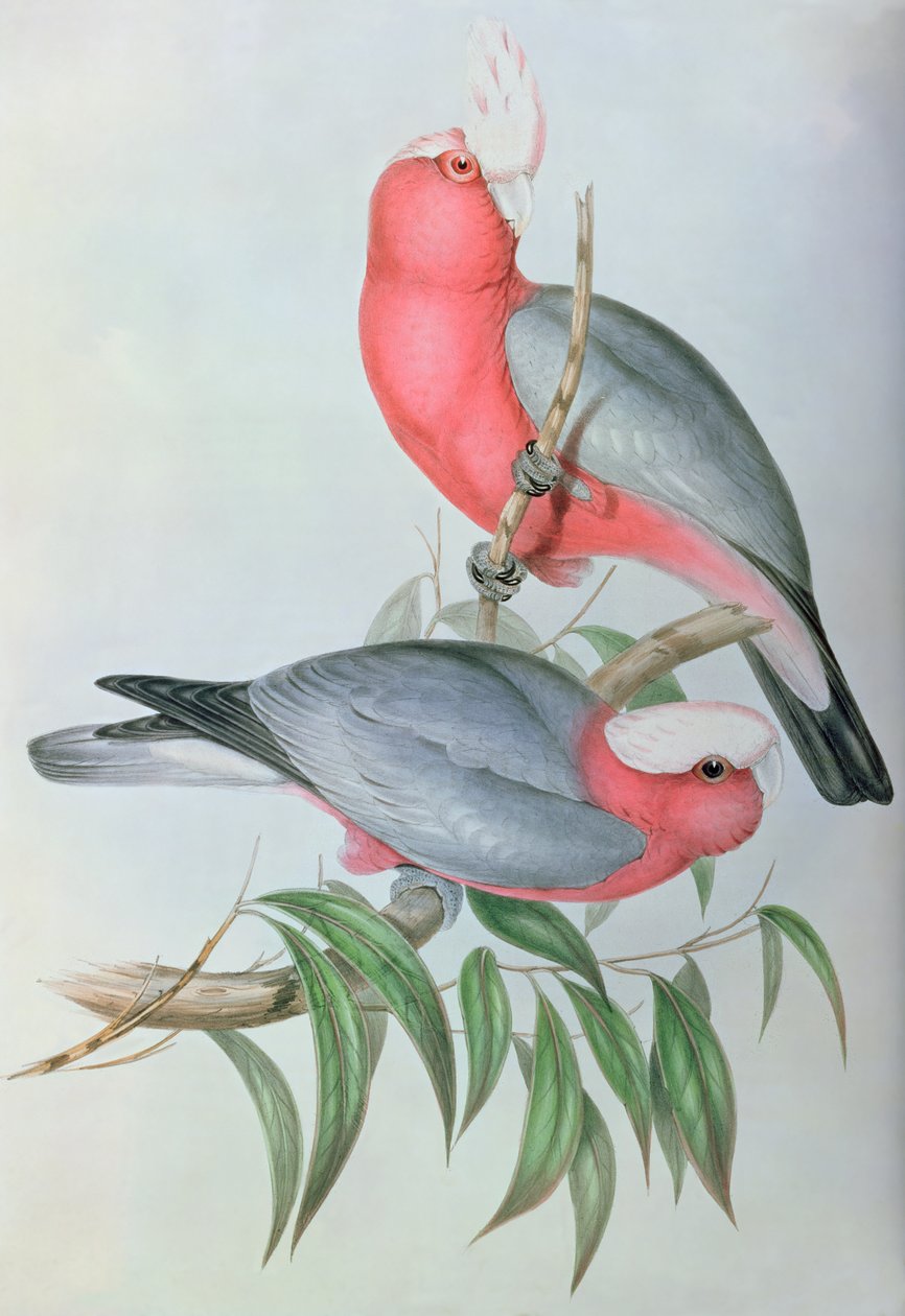 Birds of Asia by John Gould
