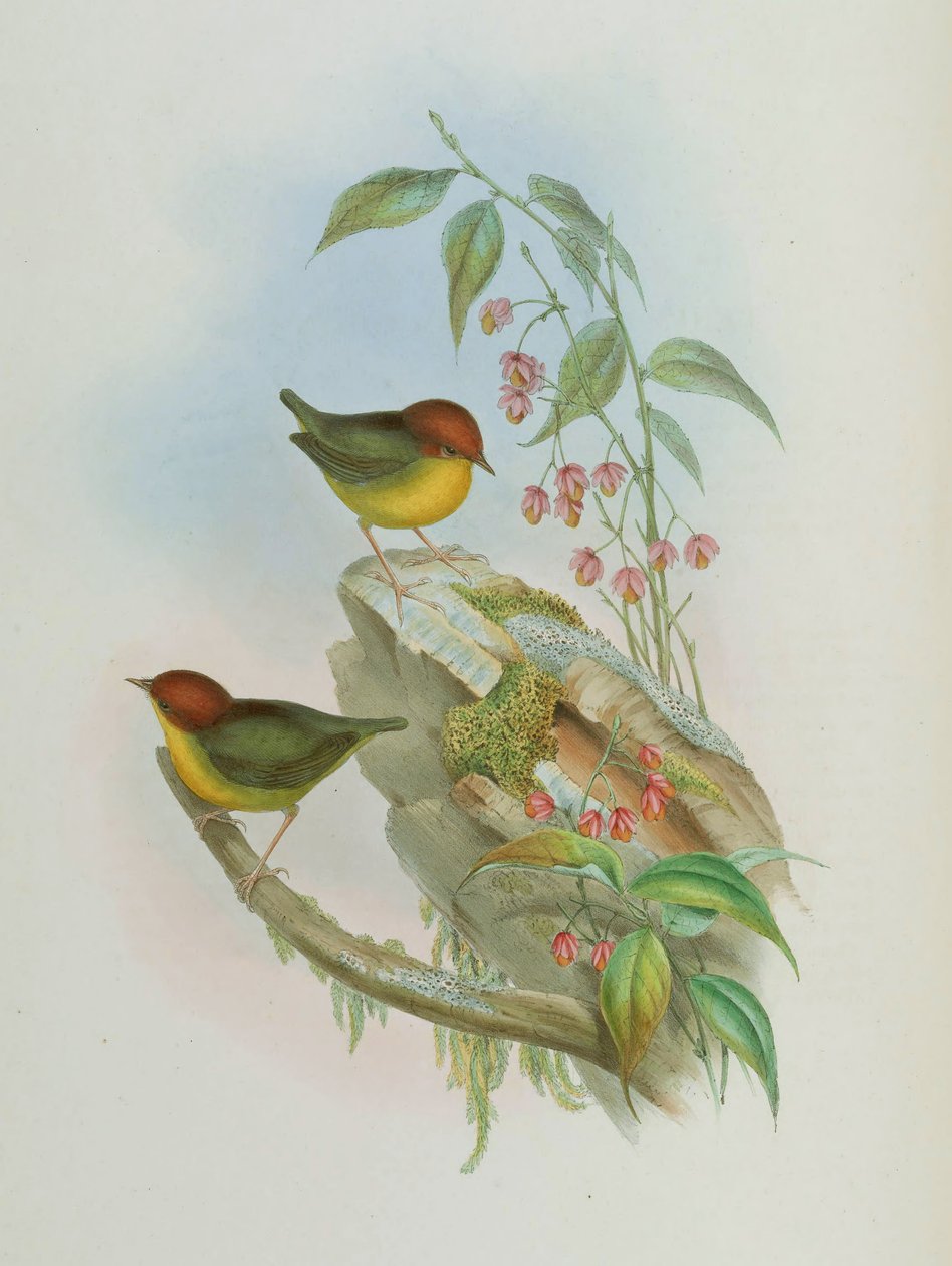 Cettia Castaneocoronata by John Gould