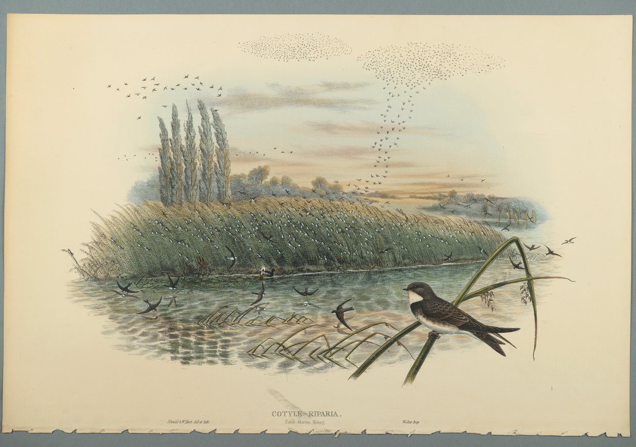 Cotyle Riparia by John Gould