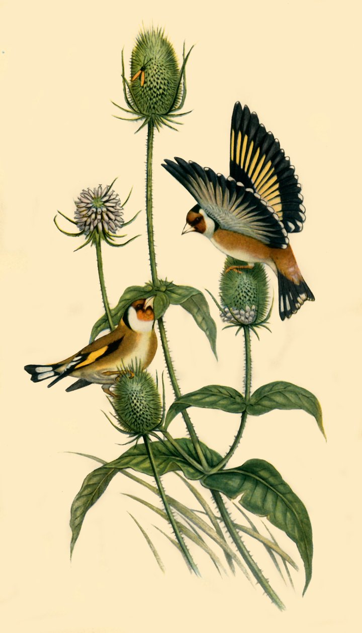 Goldfinches by John Gould