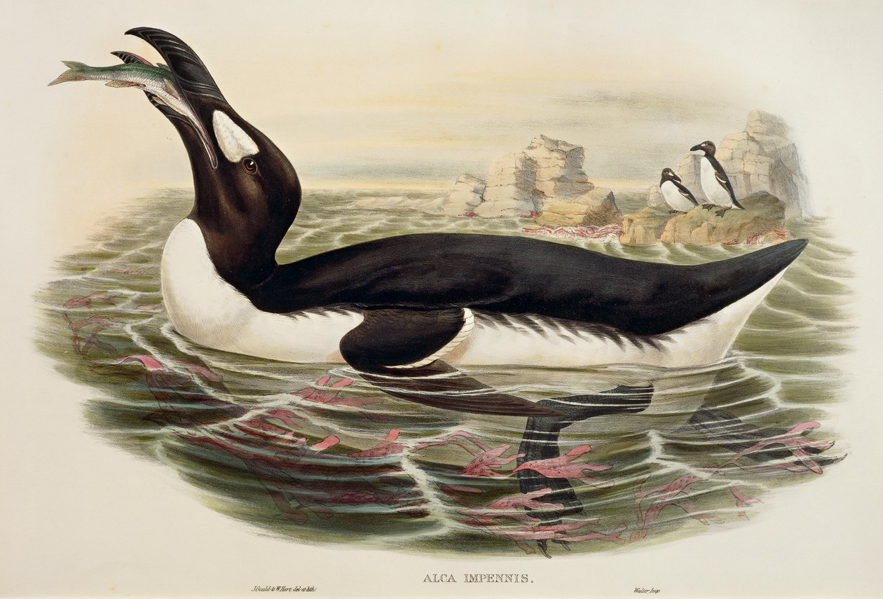 Great Auk (Pinguinus impennis), engraving by John Gould