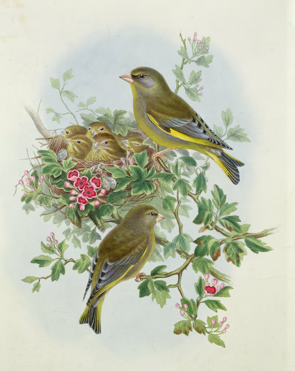 Greenfinch by John Gould