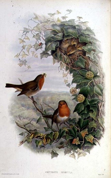 Robin by John Gould