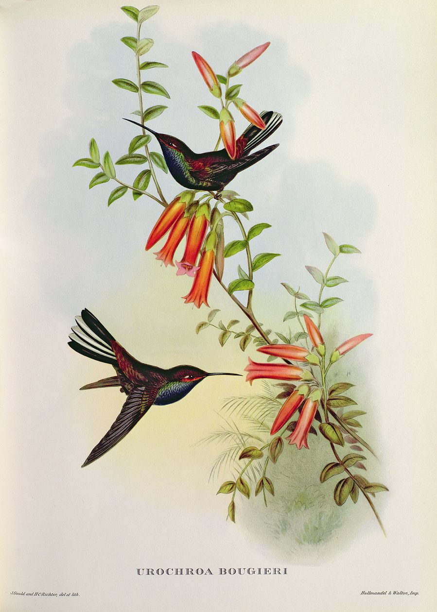 Urochroa Bougieri by John Gould