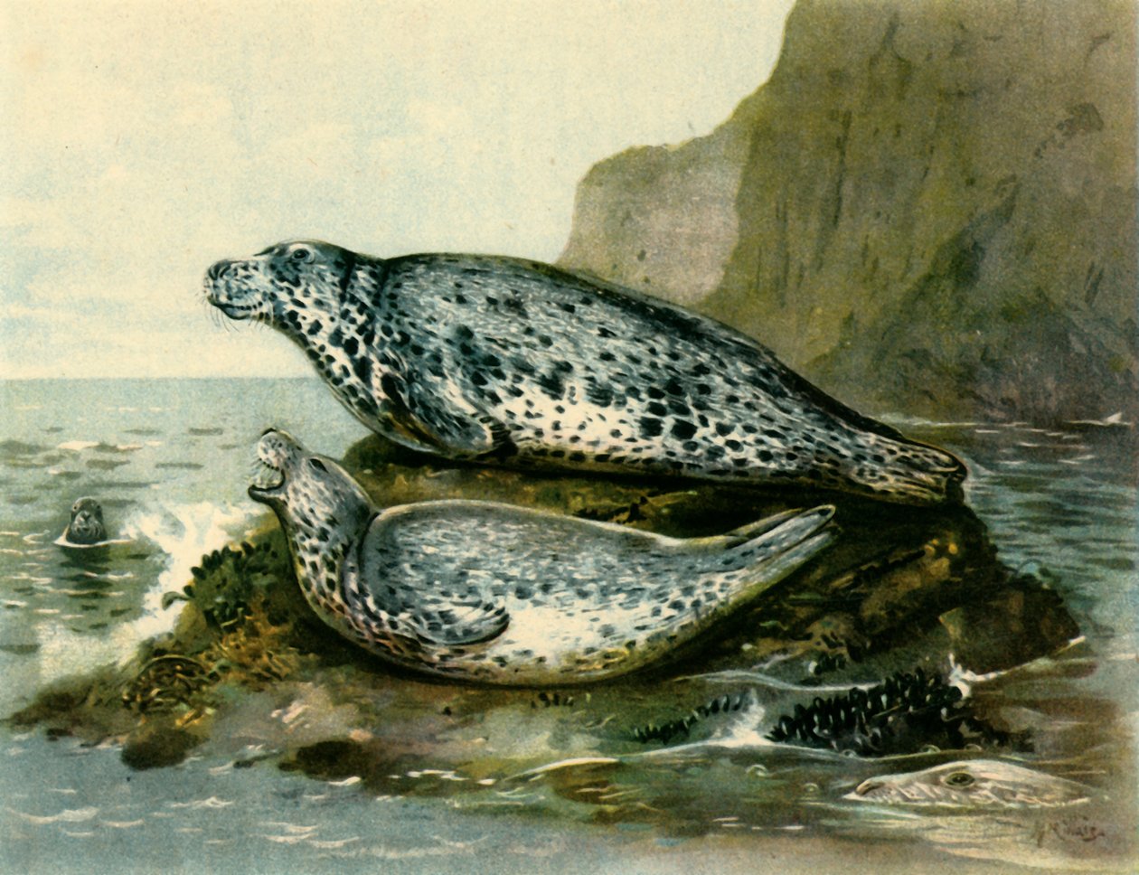 Grey Seal by John Guille Millais