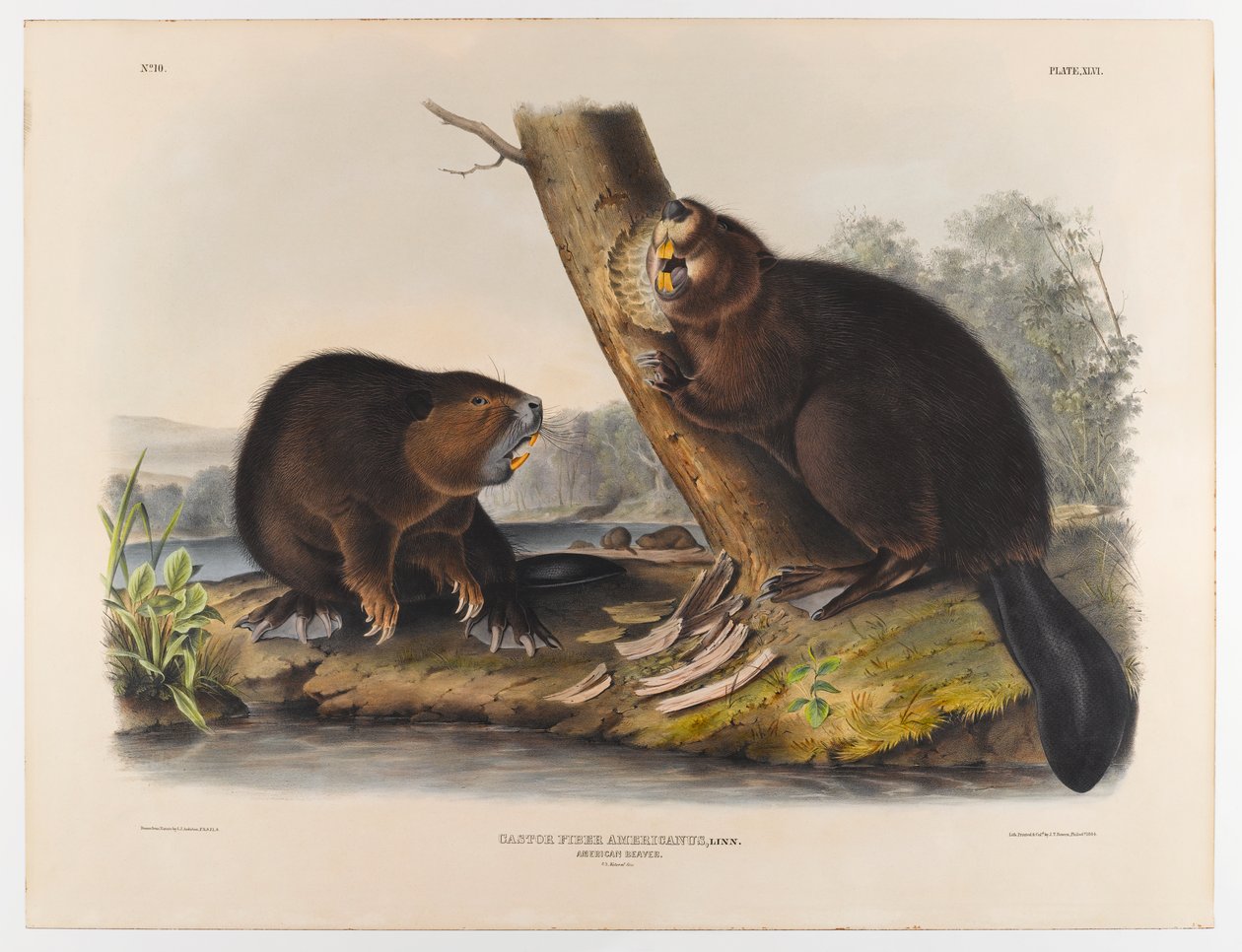 American beaver, 1844 by John James Audubon