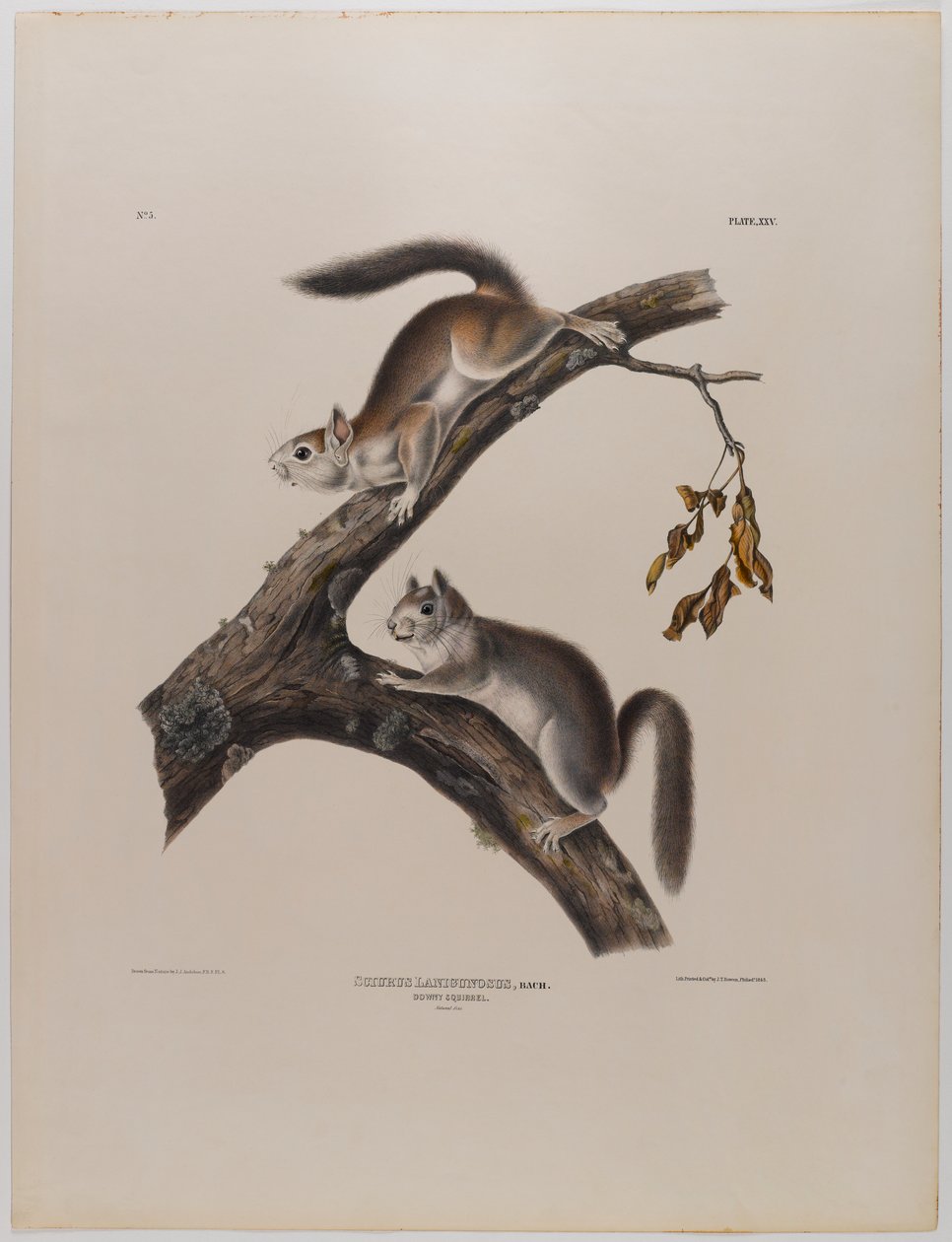 Downy Squirrel by John James Audubon